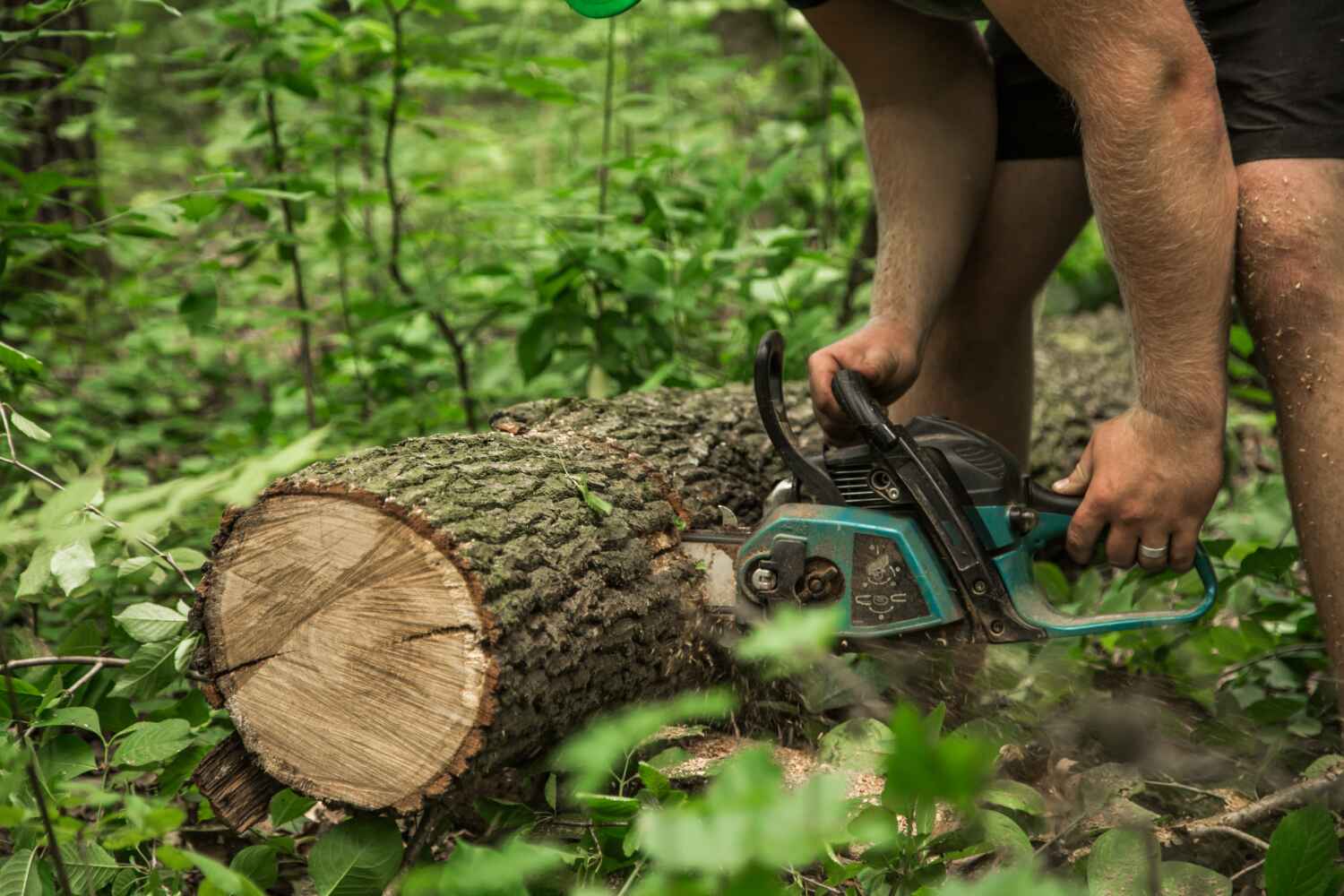 Tree Branch Trimming